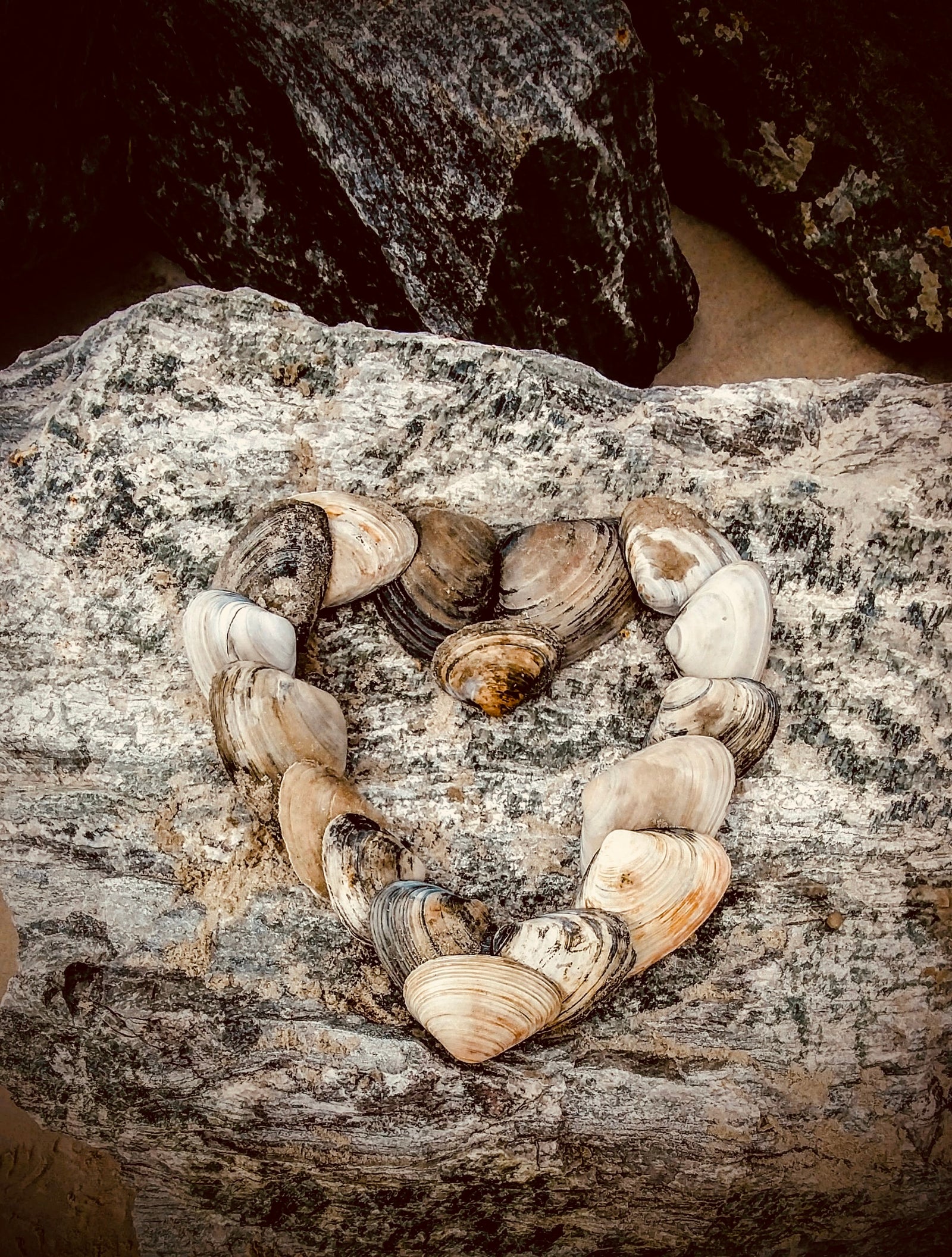 Heart made out of seashells, sitting on a rock